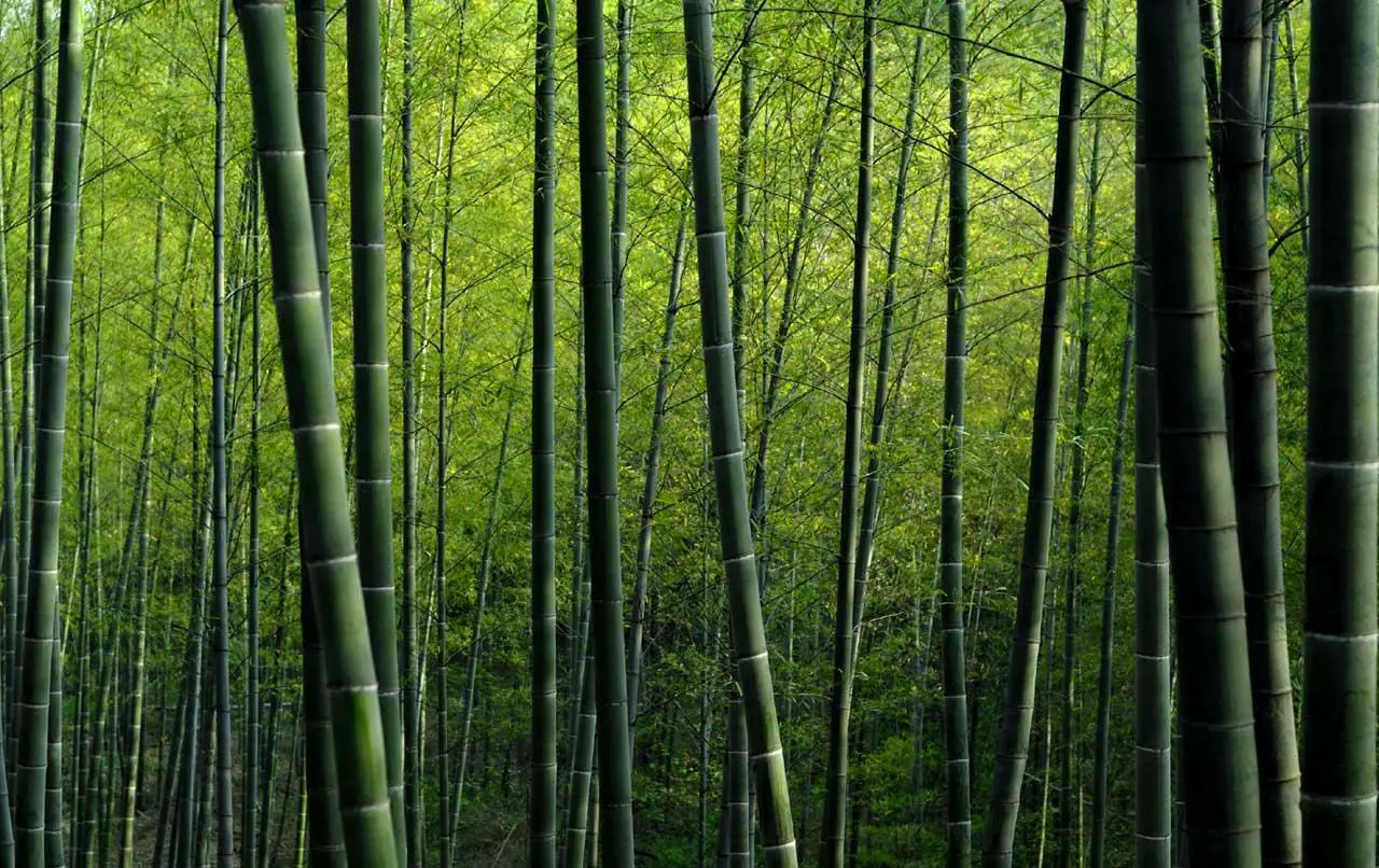 Características do Bambu