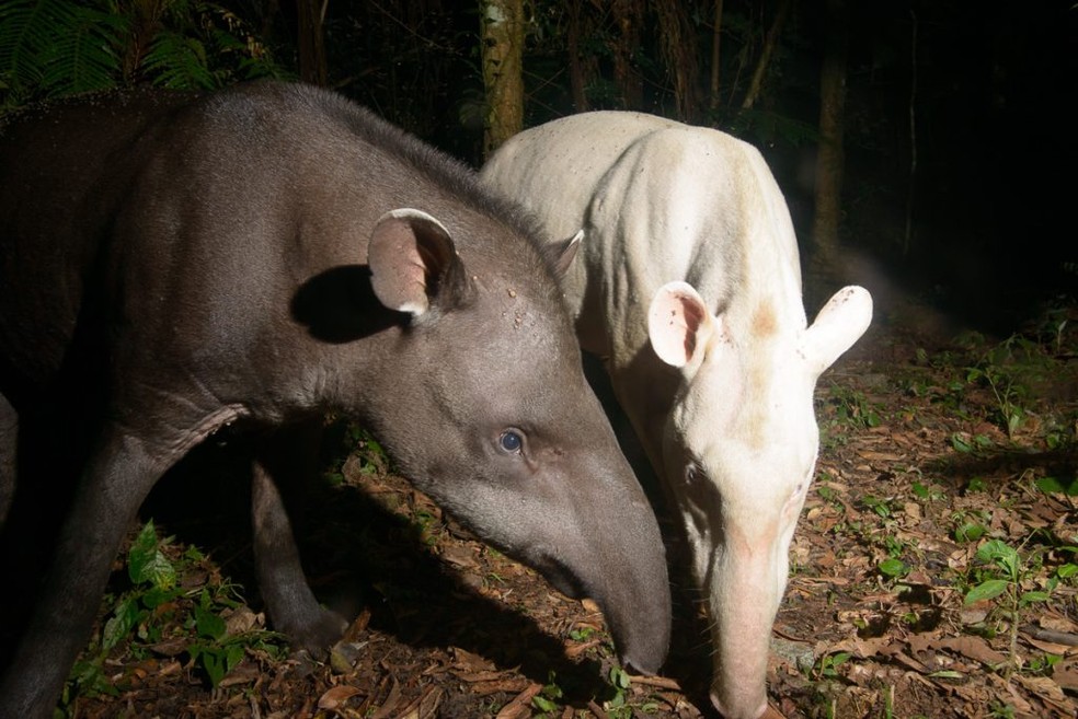 Casal de Antas 