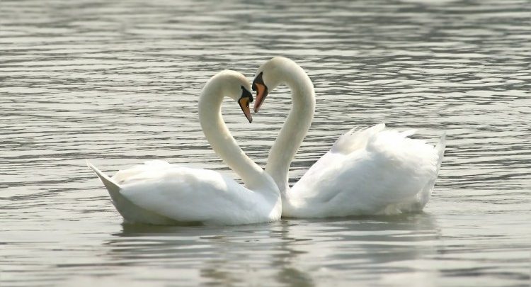 Casal de Cisne
