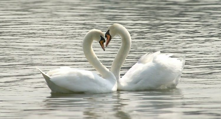 Casal de Cisne 