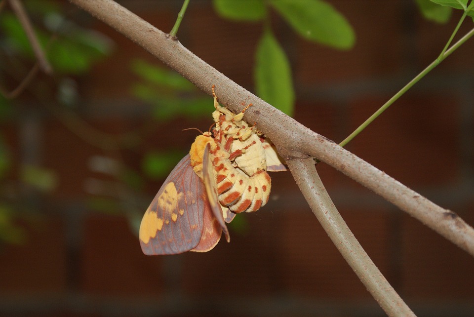 Casal de Mariposa 