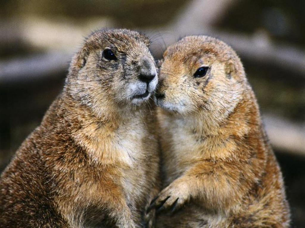 Casal de Marmota