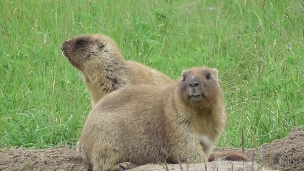 Casal de Marmotas 