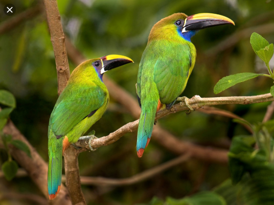 Casal de Toucanet Esmeralda