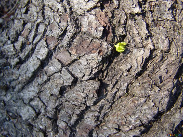 Casca de Bordo Com Uma Flor Amarela 