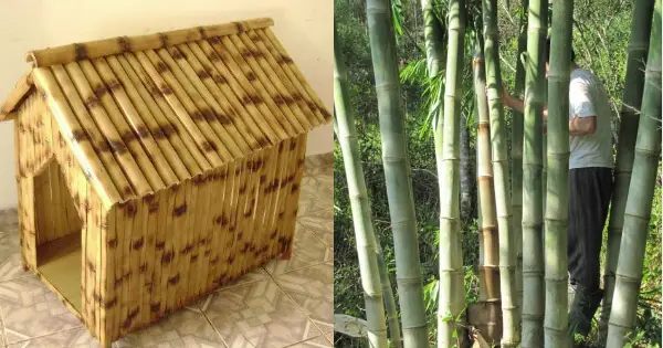Casinha feita de Bambu Maciço