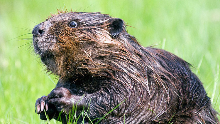 Castor Argentino