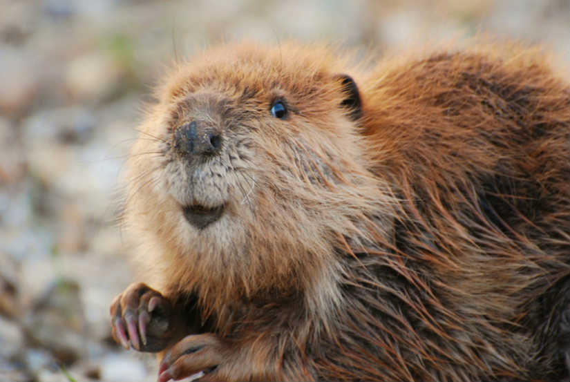 Castor Características Físicas