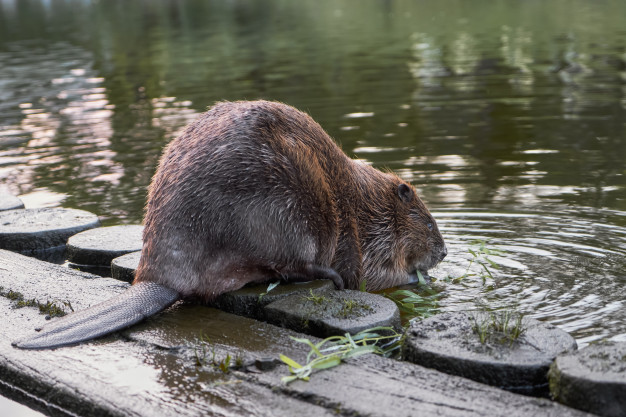 Castor Comendo na Beira do Lago