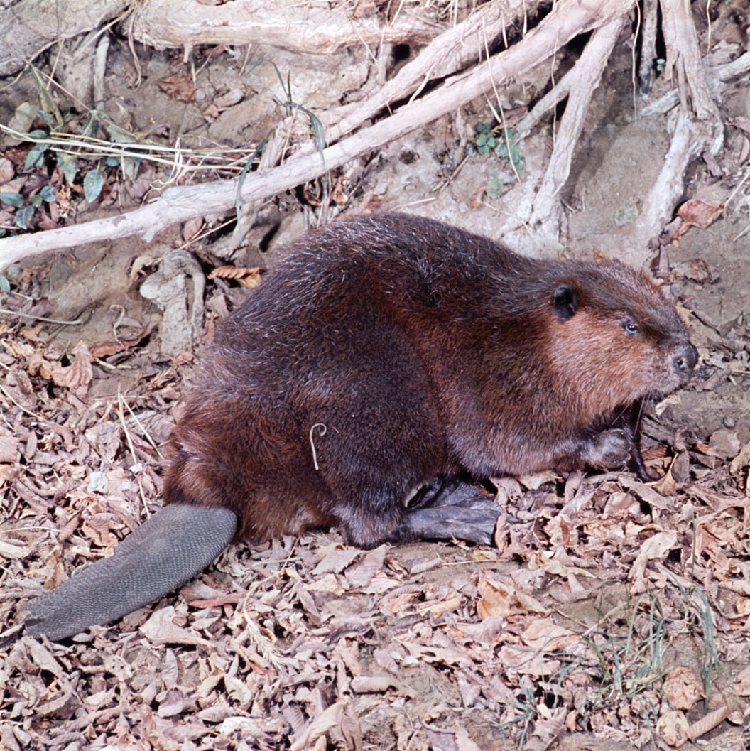 Castor canadensis 