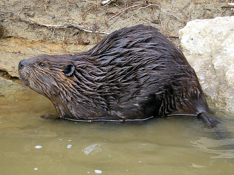 Castor canadensis Características