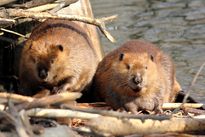 Castor canadensis Comportamento