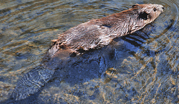 Castor canadensis nadando