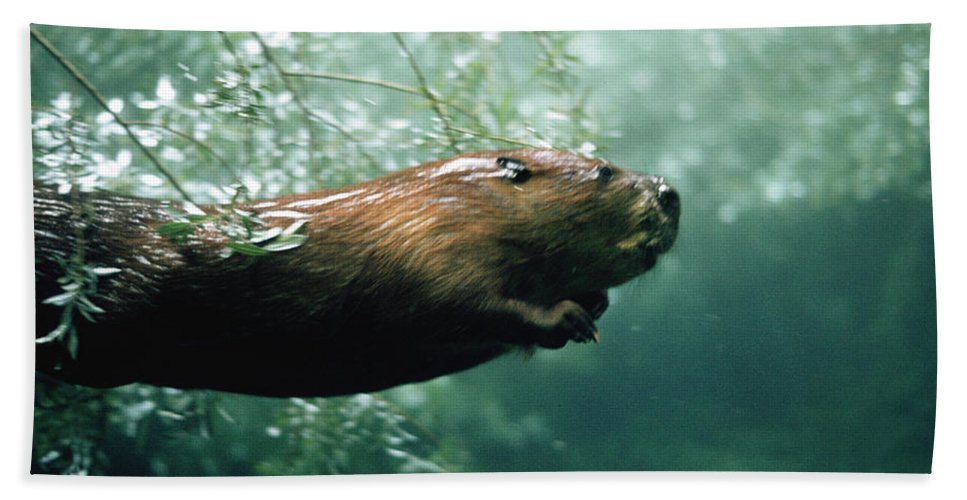 Castor canadensis no Lago