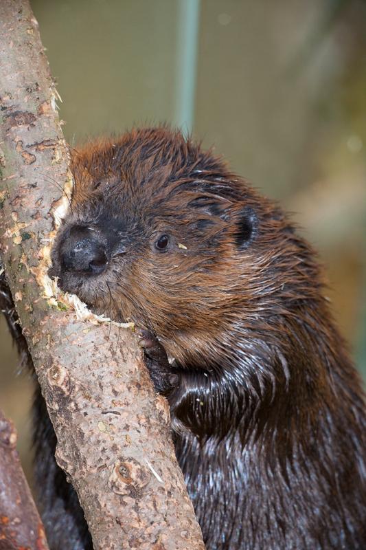 Castor canadensis roendo madeira