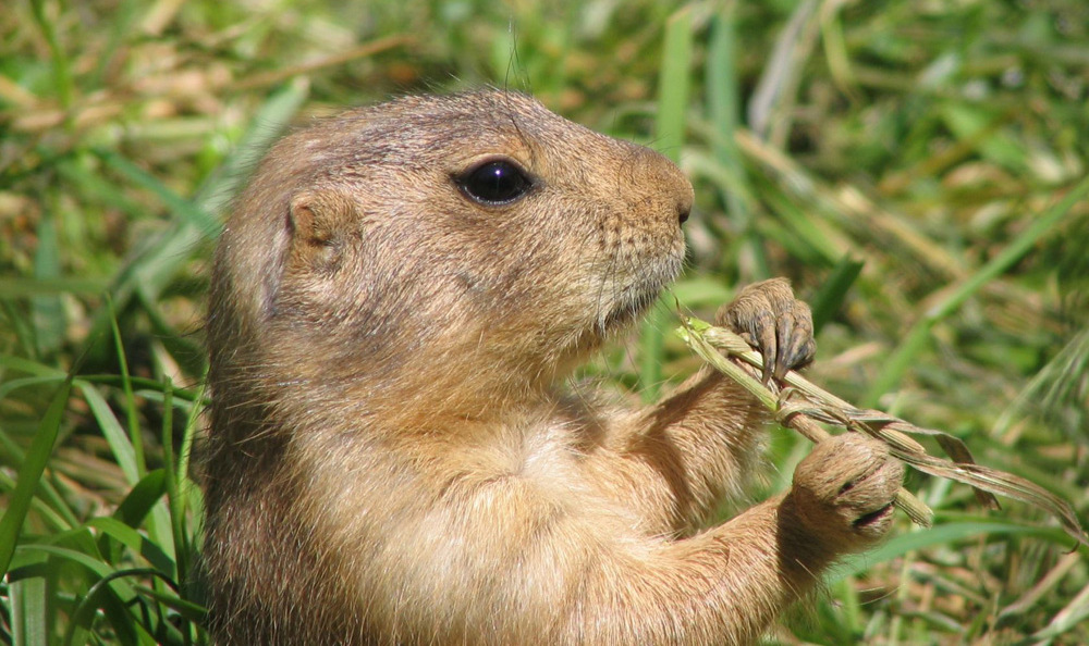 Castor comendo