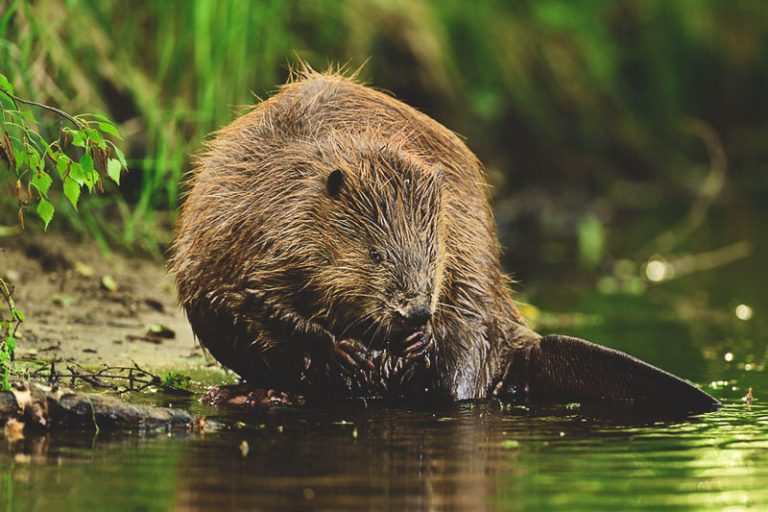 Espécies De Castor: Lista Com Tipos, Nomes E Fotos | Mundo Ecologia