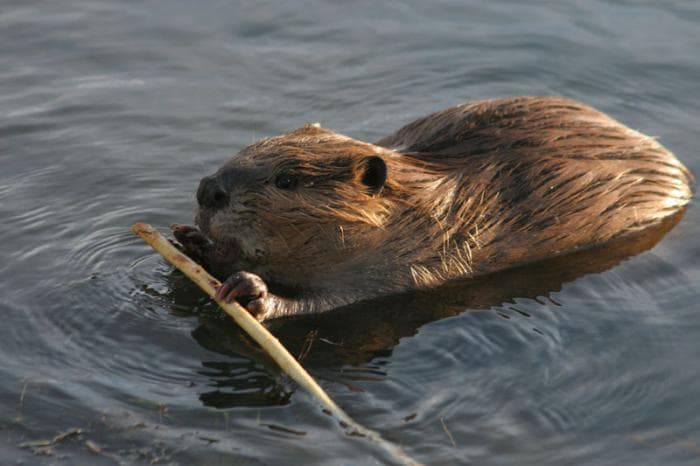 Castor no Lago com Madeira