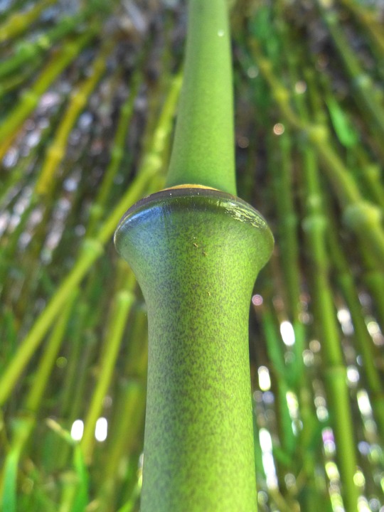 Caule Do Bambu