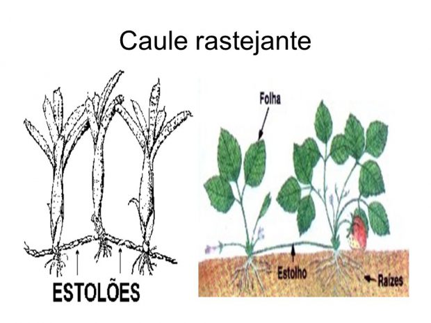 Exemplo de Caule Rastejante 