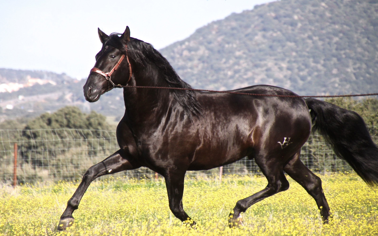 Cavalo Andaluz