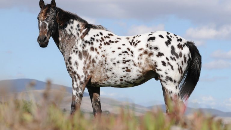 Cavalo Appaloosa