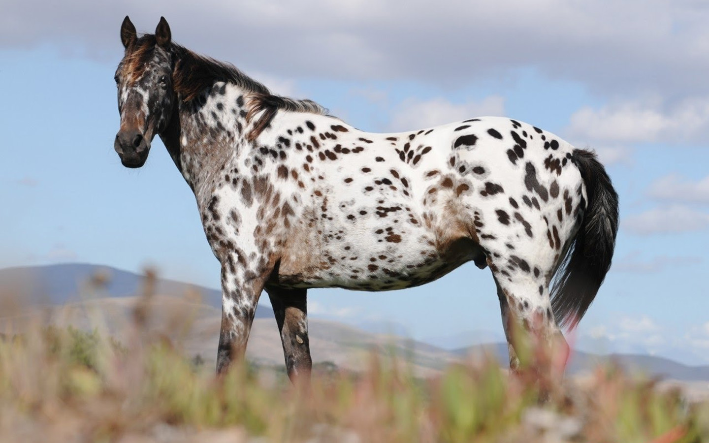 Cavalo Appaloosa