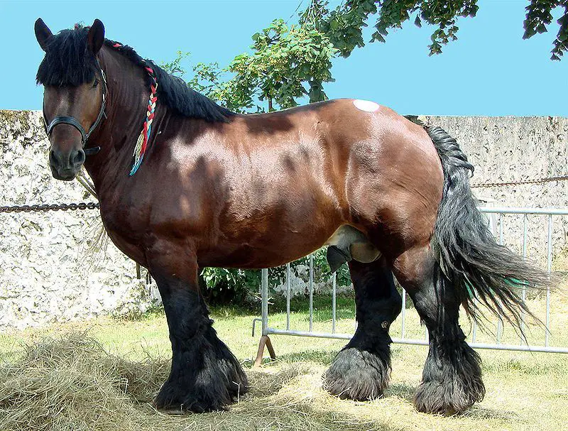 Cavalo Ardennes