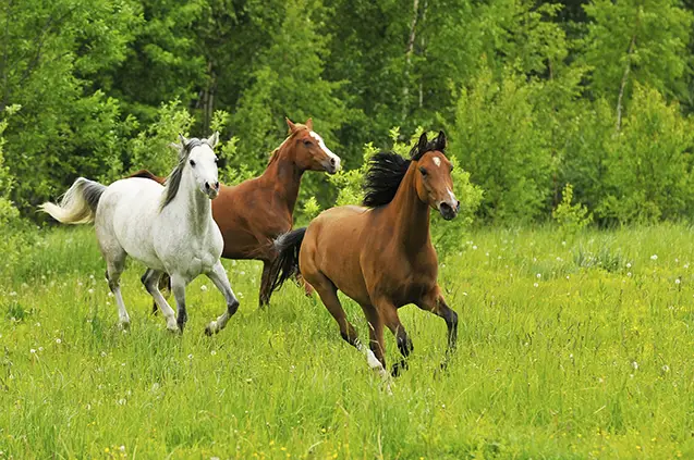 Cavalo Bolonhês