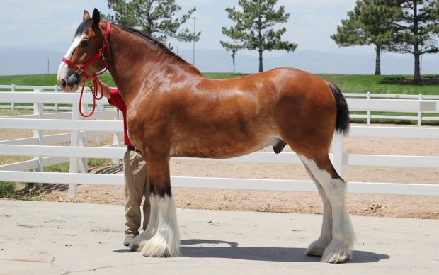 Cavalo Clydesdale