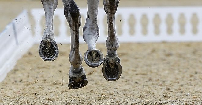 Cavalo Com Ferradura 