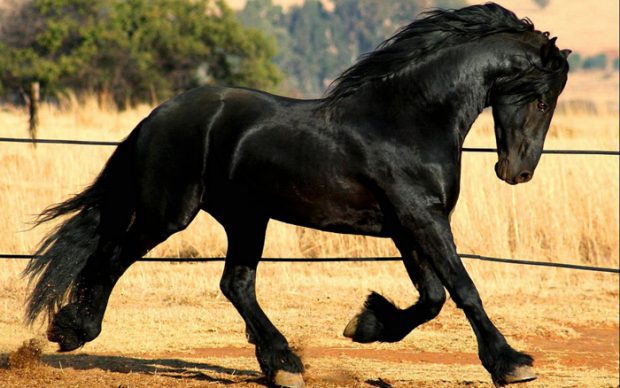 Cavalo Friesian Trotando na Arena 