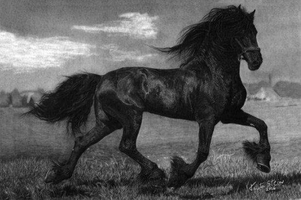 Cavalo Friesian em Preto e Branco 