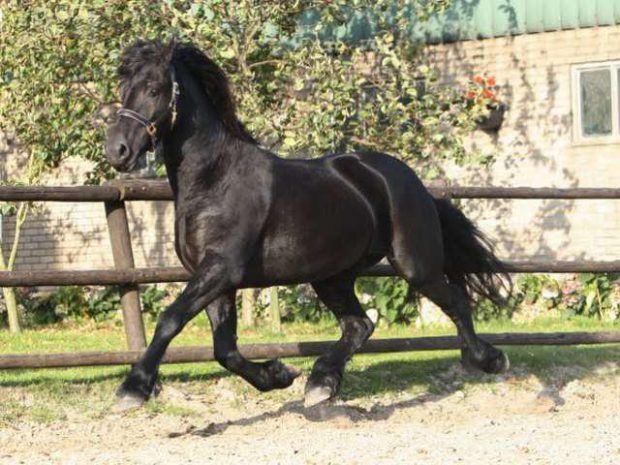 Cavalo Friesian no Pasto 