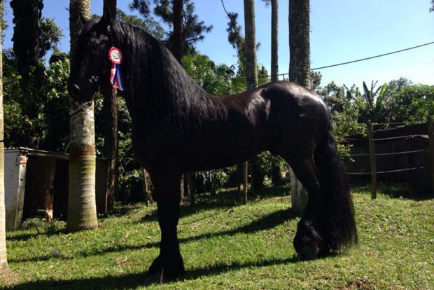 Cavalo Friesian no Pasto 