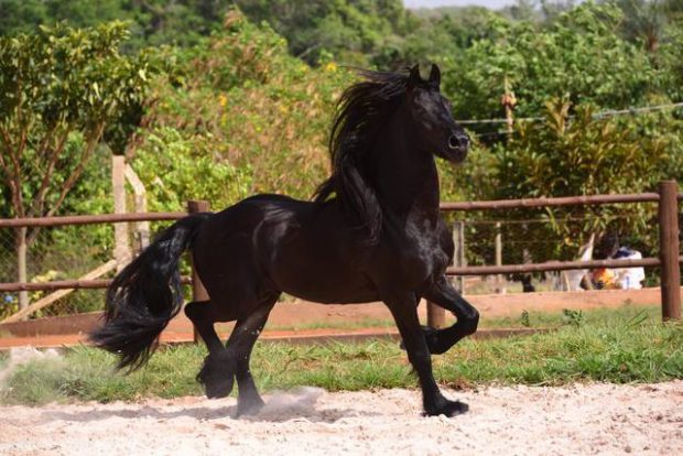 Cavalo Friesian no Pasto