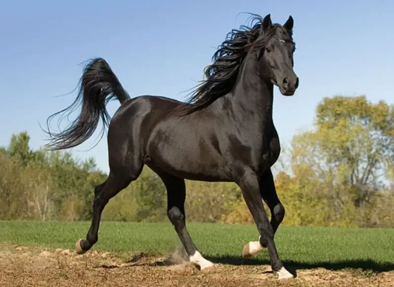 Cavalo Letão