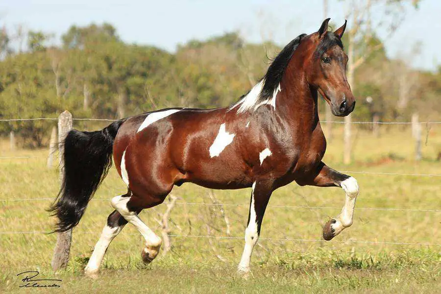 Cavalo Mangalarga Marchador