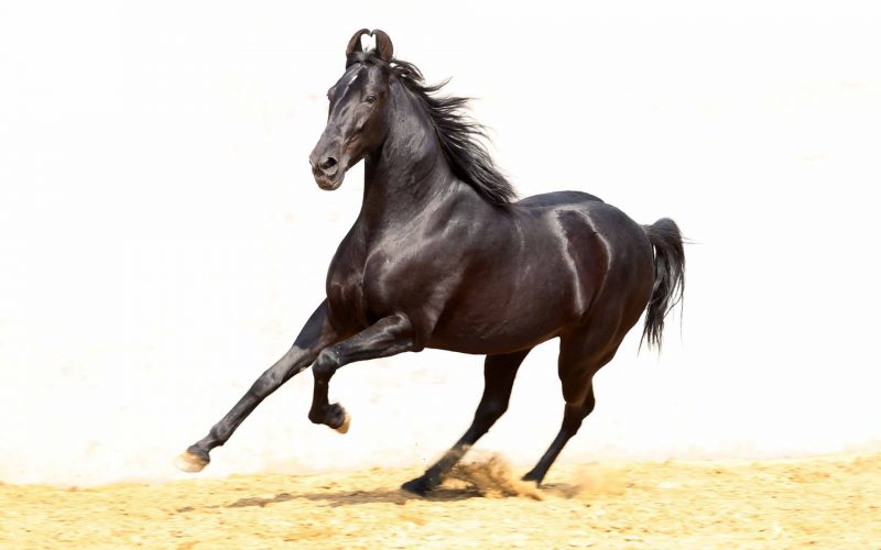 Cavalo Marwari