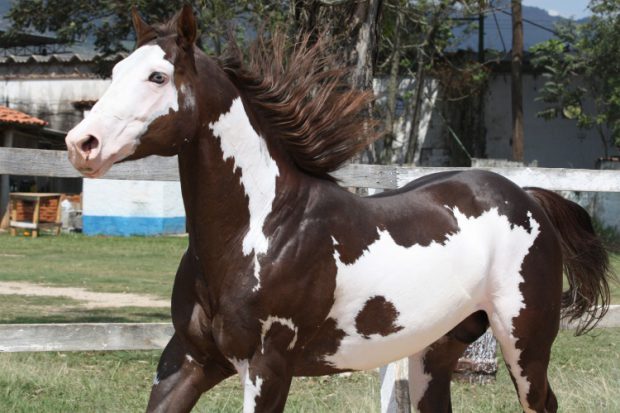 Cavalo Paint Horse Com Crina Esvoaçante 