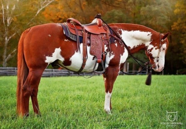 Cavalo Paint Horse Selado 