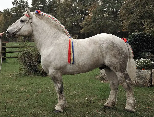 Cavalo Percheron