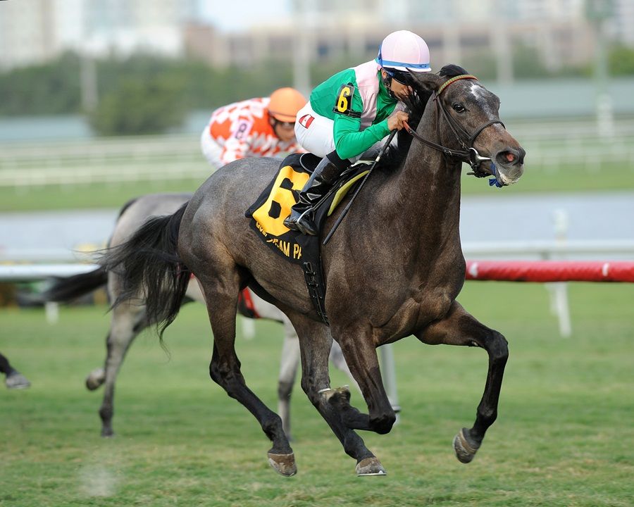 Cavalo da Raça Winning Brew