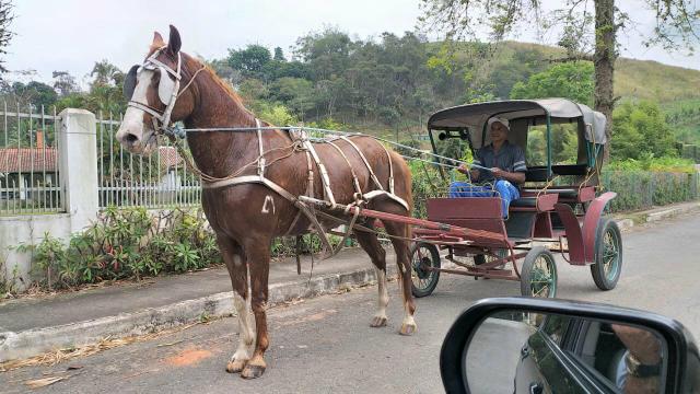 Cavalo de Carga 