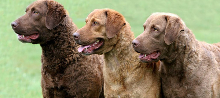 Chesapeake Bay Retriever