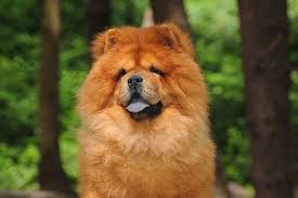 Comportamento do Chow Chow, Hábitos e Modo de Vida