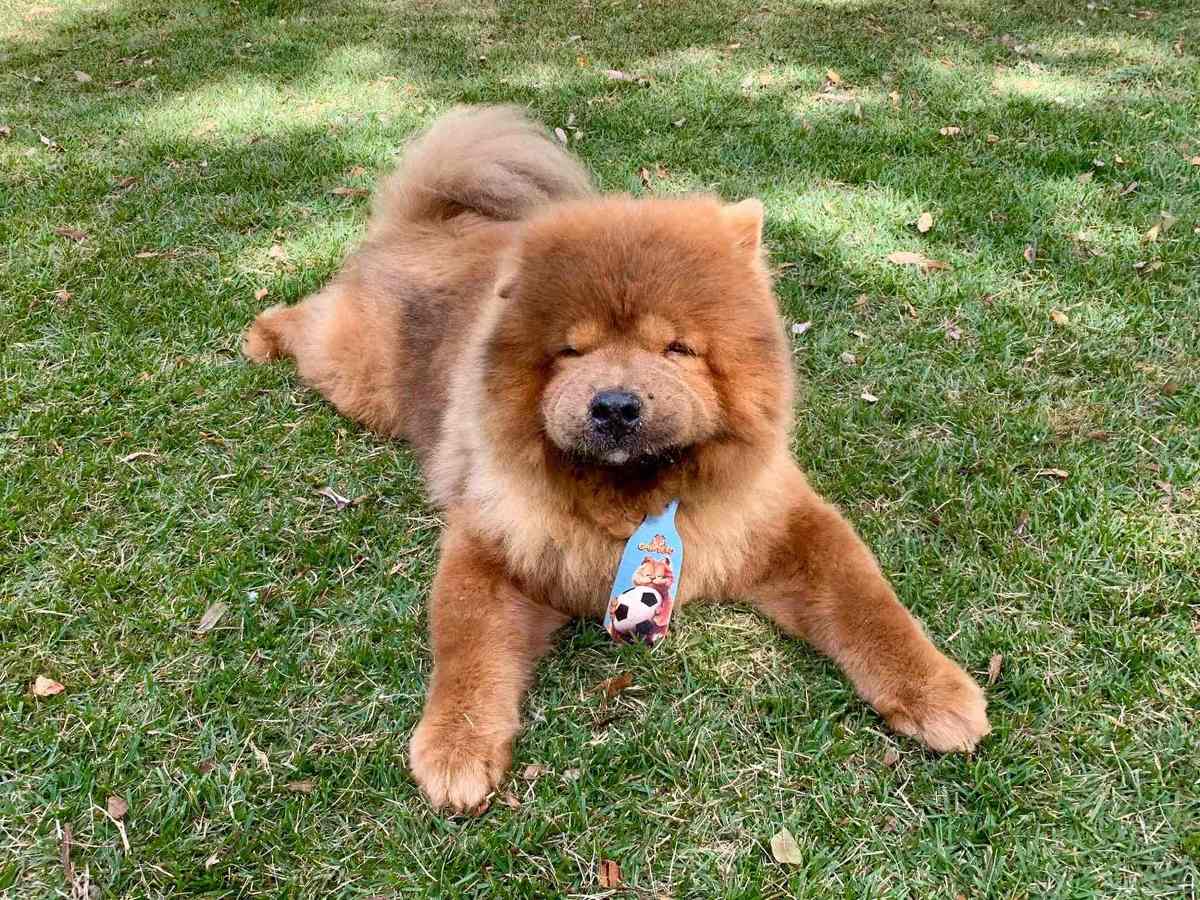 Chow Chow Preço, Valor Para Comprar e Fotos