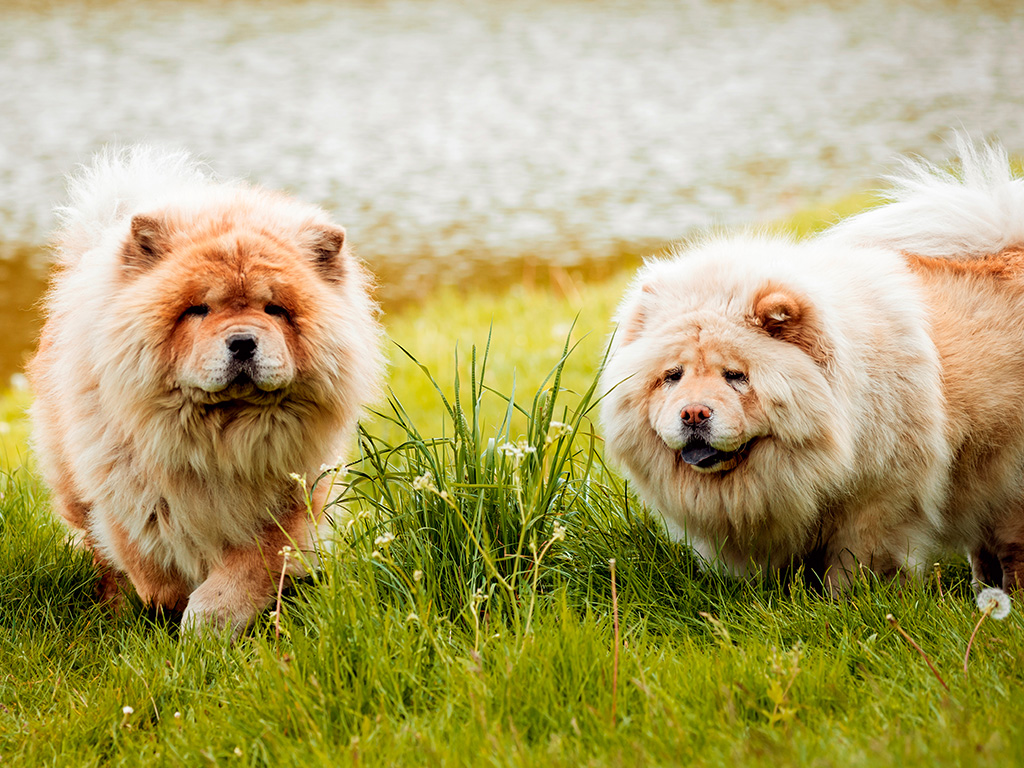 Chow Chow