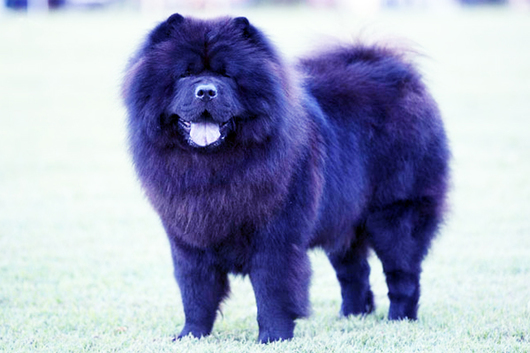 Chow Chow Azul 