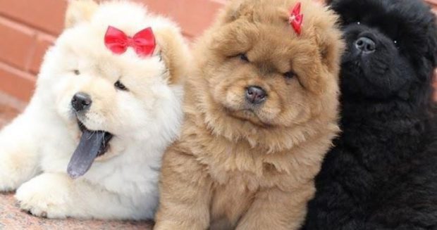 Chow Chow Branco, Caramelo e Preto 